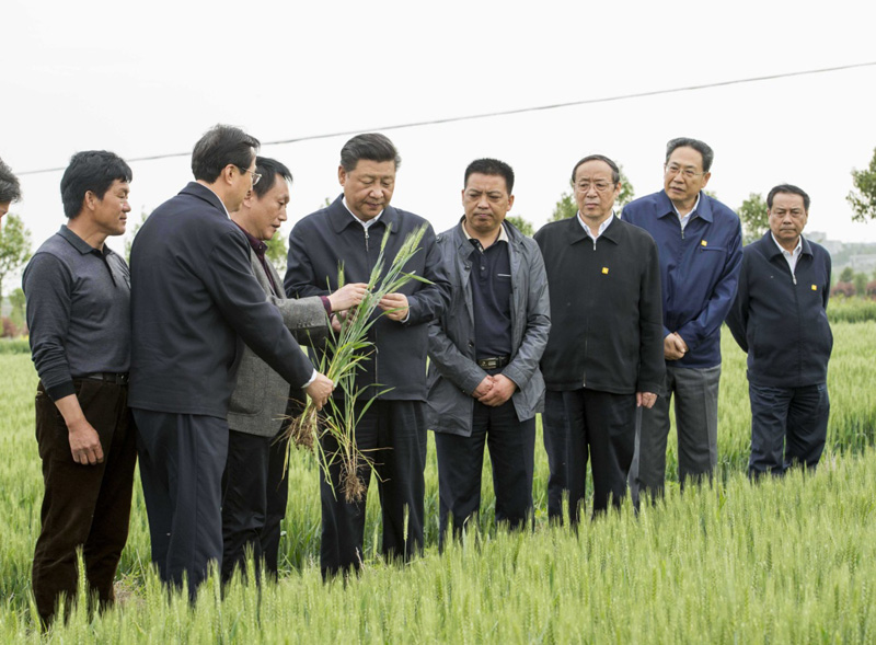 2016年4月25日下午，習(xí)近平在安徽滁州市鳳陽縣小崗村察看小麥長(zhǎng)勢(shì)。左一為種糧大戶程夕兵。新華社記者 李學(xué)仁 攝